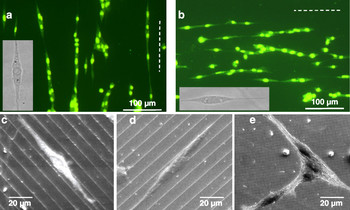 Growth of NSCs on pillar arrays replicated in biocompatible PLLA/PLGA-copolymers. The cells align along the most dense packing of nanopillars.