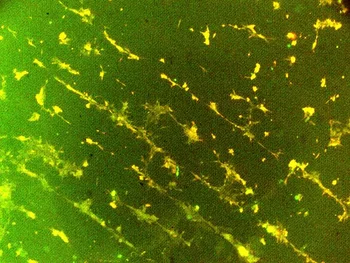 Alignment of PAE cells cultured on a pattern of VEGF