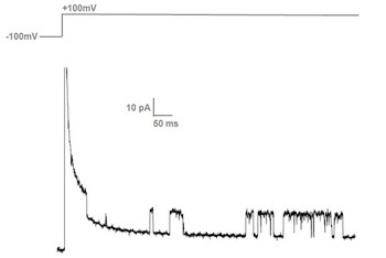 Current peaks of about 12 pA from single KvAP ion channels reconstituted in a DOPG/DOPE bilayer