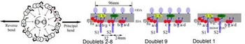 Fig.5 Asymmetric dynein (red spheres) arrangement on nine microtubule doublets