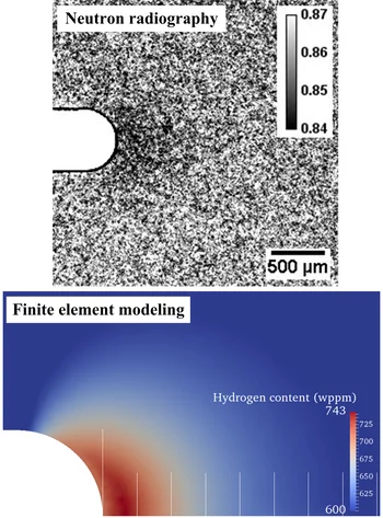 Figure 1: Neutron radiograph of stress-induced hydrogen concentration at notch vicinity after a 3-point bending test; the corresponding calculation by finite element method (scale bar spacing 0.1 mm).