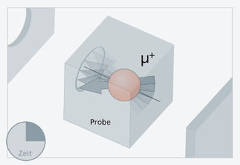 2. Die Rotationsachse des Myons dreht sich um die Richtung des Magnetfelds in der Probe. 