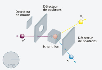 3. Le muon se désintègre en trois particules – le positron (e+) est émis préférentiellement en direction du moment magnétique du muon.