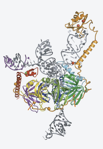 La structure d'une protéine déterminée à la SLS (complexe protéine-ARN U1 snRNP).1