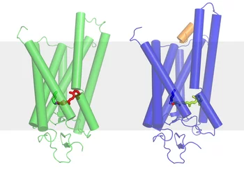 Schematic of the structure of a Rhodopsin molecule. Inside, the retinal molecule can be seen. The grey band represents the cellular membrane. The upper part of the molecule as seen in the picture is inside the cell, the lower part is outside. Left: passive state without light, right: state activated by light – the retinal molecule is now stretched and the arrangement of the rod like components of the molecule is changed in a way that the G protein (shown in brown) now fits between them. (Photo: PSI/M.Fisch…