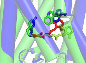 Enlarged depiction of the retinal molecule and the points of contact with the rest of the light receptor. Active state (green/red) and passive state (blue/light-green). (Photo: PSI/M.Fischer)