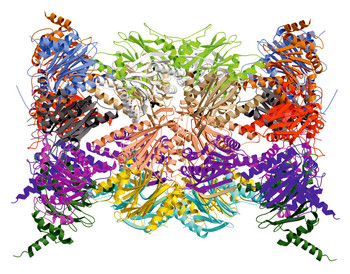 Crystal structure of the immunoproteasome of a mouse (Reproduced from Immuno- and constitutive  proteasome crystal structures reveal differences in substrate and inhibitor specificity, Eva M. Huber et al., Cell, 17. Februar 2012)