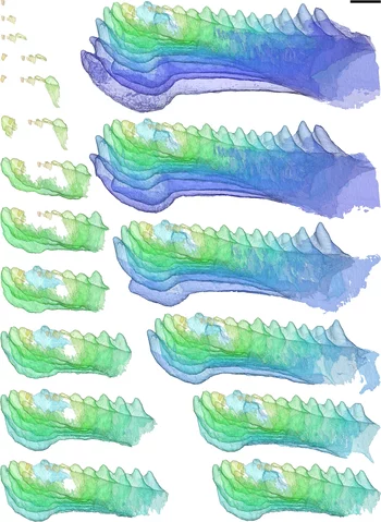 Virtuelles Modell der Entwicklung von Zähnen und Kiefer des Panzerfisches Compagopiscis. Von links oben nach rechts oben sind aufeinanderfolgende Entwicklungsstadien von Zähnen in Zahnreihen und verbindendem Gewebe dargestellt (Martin Rücklin, University of Bristol).Bitte beachten Sie: Alle Fotos und Grafiken dürfen ausschliesslich zur Illustration dieser Medienmitteilung benutzt werden. Ein Archivierung ist nicht gestattet. Bitte benennen Sie den Urheber.