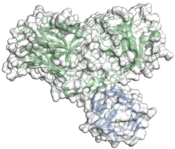 The depicted structure shows how botox binds to the protein receptor synaptic vesicle protein 2 of the neuron. What can be seen is the crystal structure of the complex consisting of the luminal domain of synaptic vesicle protein 2 (blue) and the receptor binding domain of botulinum neurotoxin A (green).