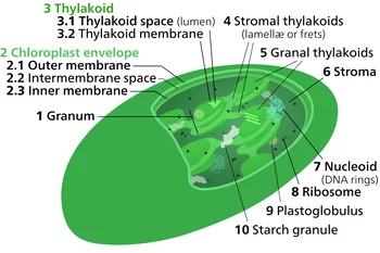 Caption: Photosynthesis takes place on the thylakoid membranes found in chloroplasts within plant cells. (Source: Wikipedia )