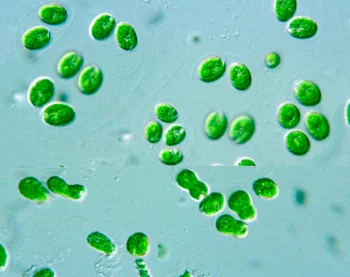 Green algae C Reinhardtii
(Source: Protist Information Server, Courtesy of Dr. Sc. Yuuji Tsukii)