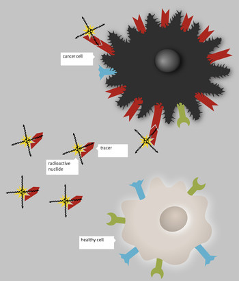 The cancer cells are located somewhere in the body, either in the actual tumour or in its metastases. They carry certain structures on their surface that healthy cells don’t have or where they are only present in a much smaller concentration. Radio-labelled substances are configured in such a way that they fit these structures on the cancer cells like a key in a lock. When they dock there, they emit their radiation and are thus able to destroy the tumour. (Graphics: Paul Scherrer Institute/Mahir Dzambegovi…