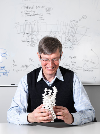 Gebhard Schertler is Head of the Division for Biology and Chemistry at PSI. He and his research team applied themselves to the new study with their many years of experience in research with G protein coupled receptors.  Here he holds an oversized model of such a receptor in hands. (Photo: Scanderbeg Sauer Photography)