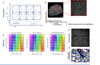 A schematic overview of the project: from image acquisition to processing of TB-sized dataset of the mouse brain.