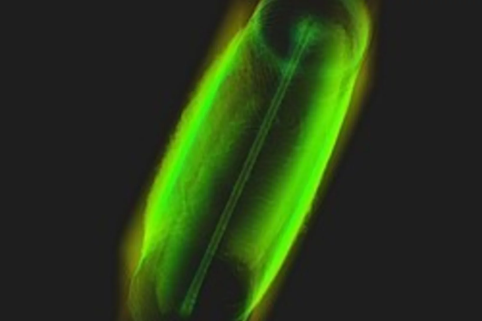 3D rendering of an anti-tube