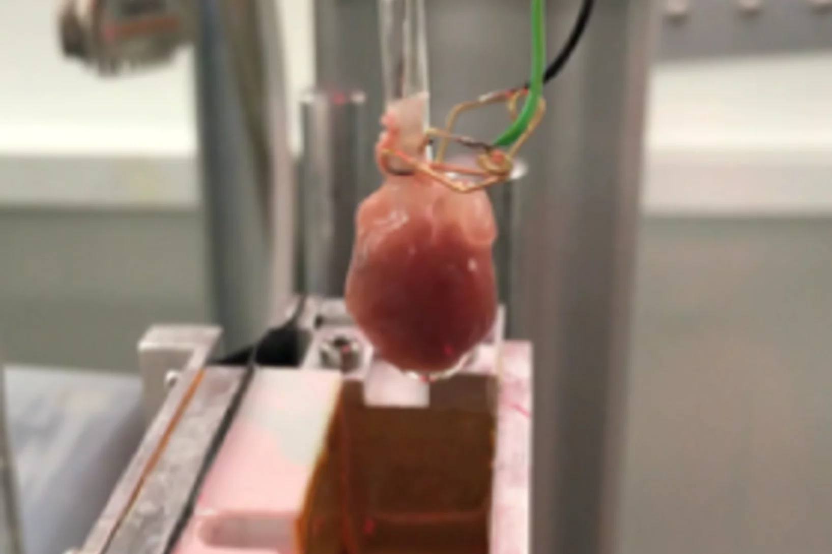 Beating rat heart on a customized IHPS at the TOMCAT beamline.