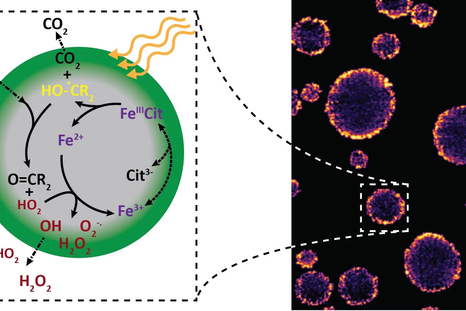 X-ray images reveal near-surface oxidation and radicals in the interior of submicrometer particles.