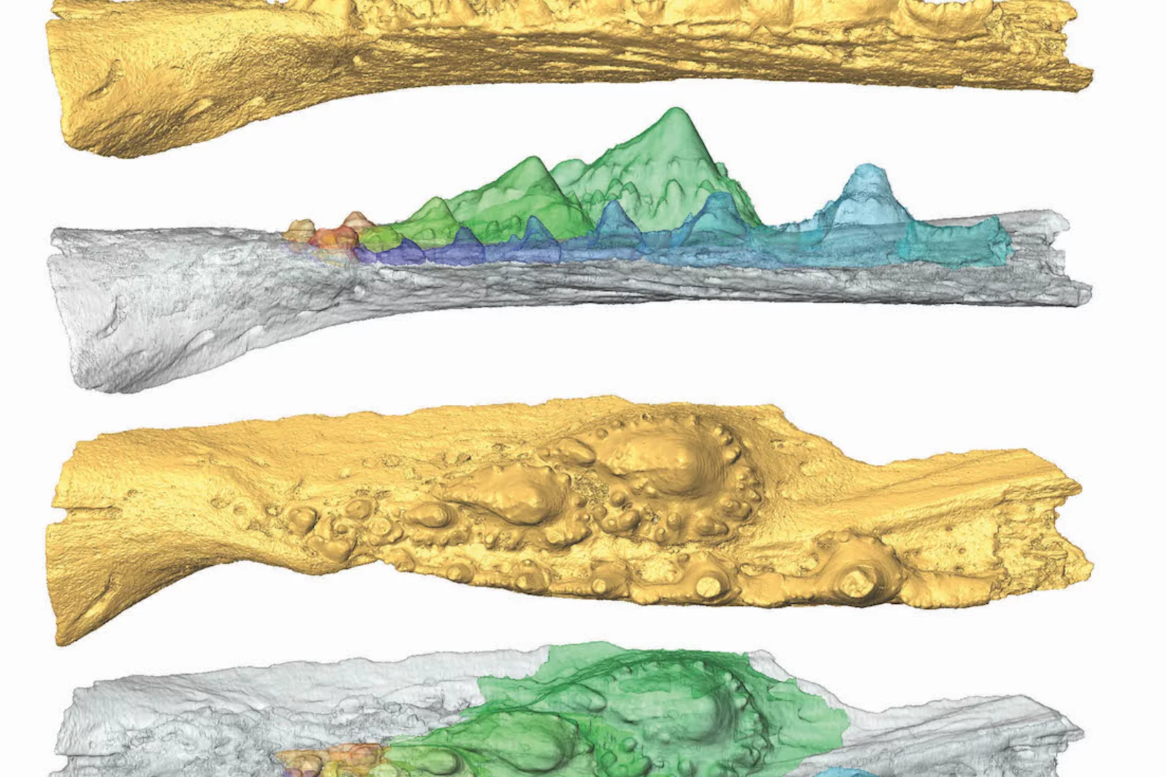 Virtual model of the jaw of a shark ancesto