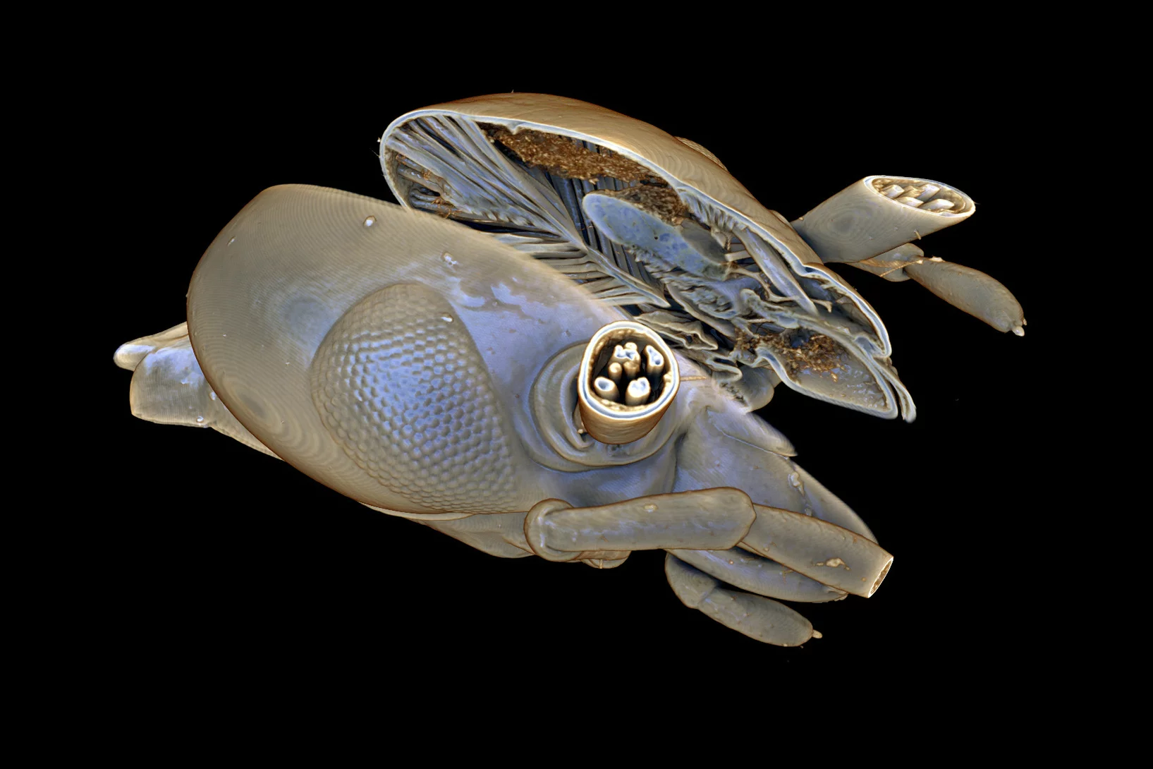 Teaser SHL Fliegenkopf