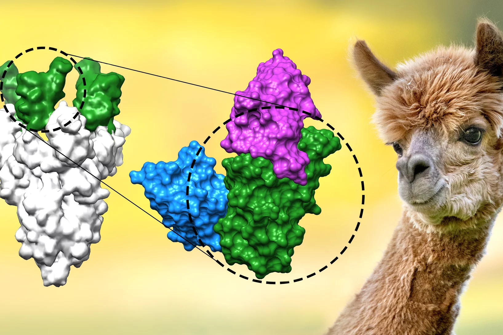 nanobodies