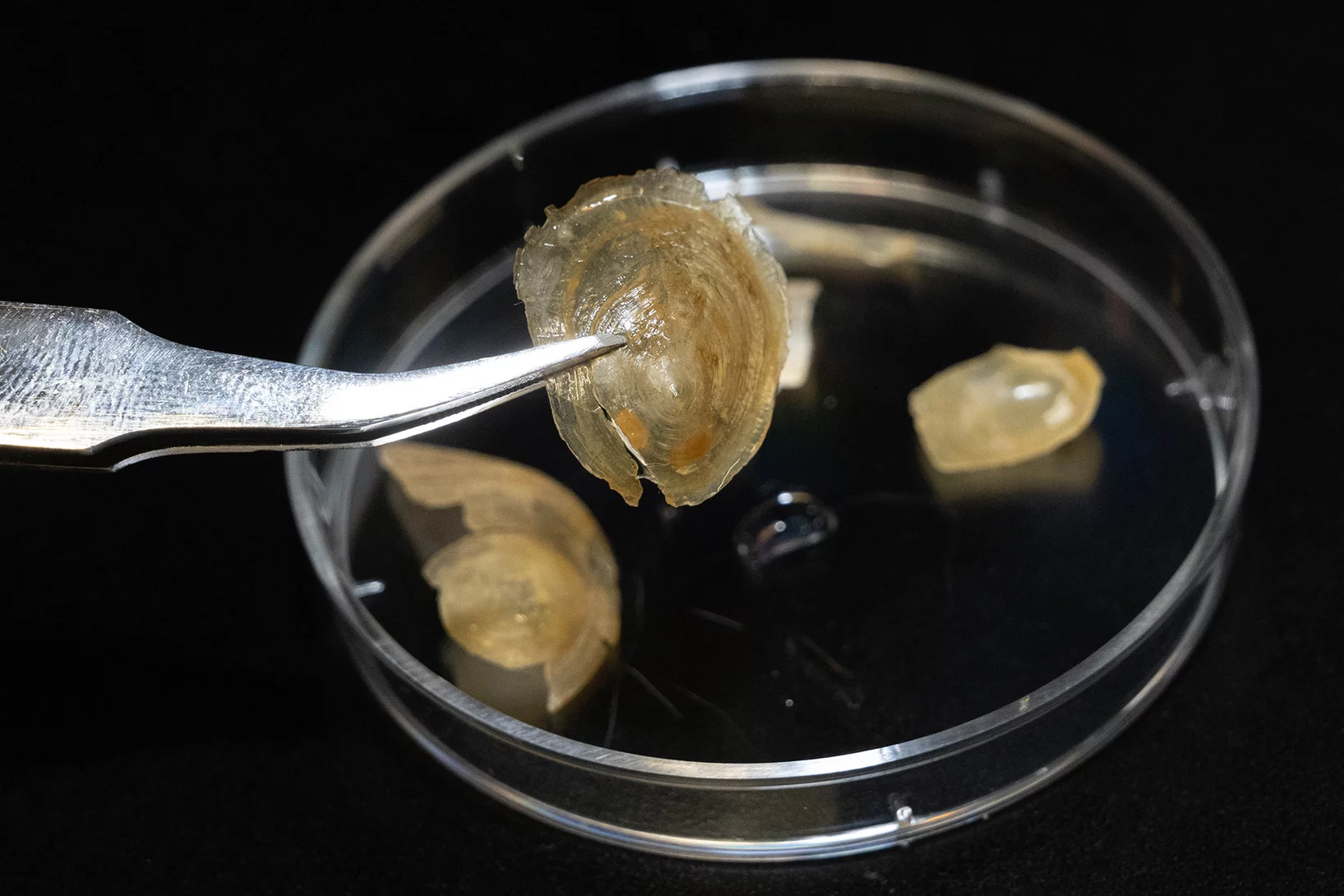 Das Rätsel der biegsamen Schale