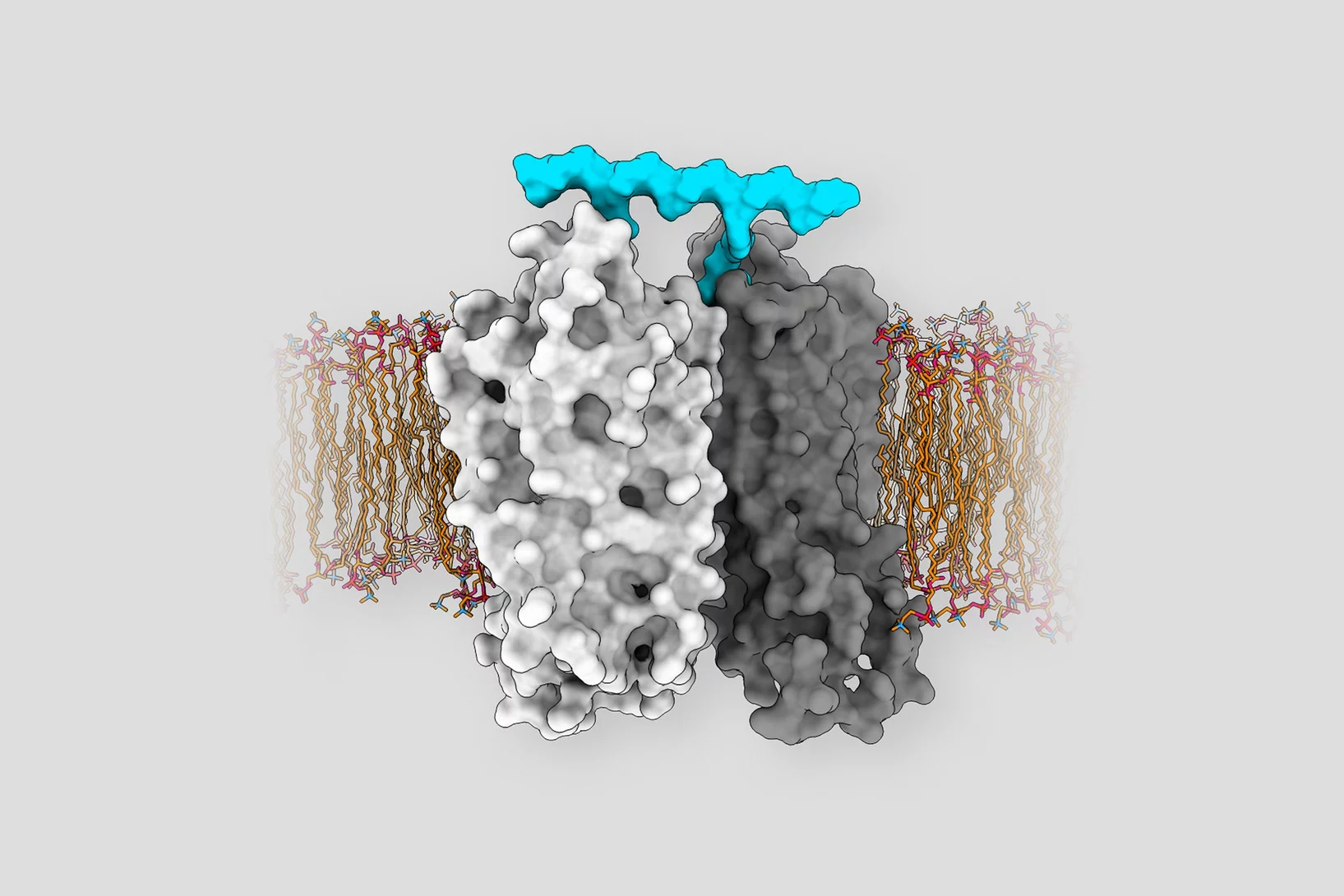 Ligand induced dimerization of GPCR