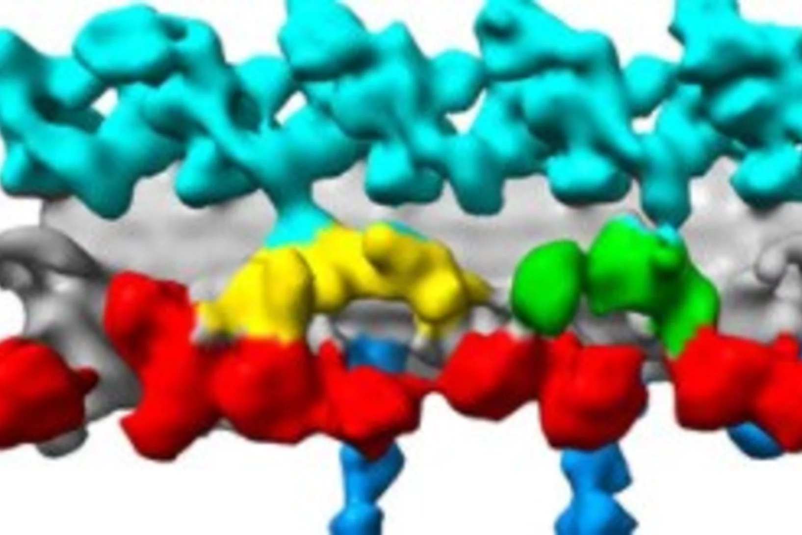 cellular structural biology