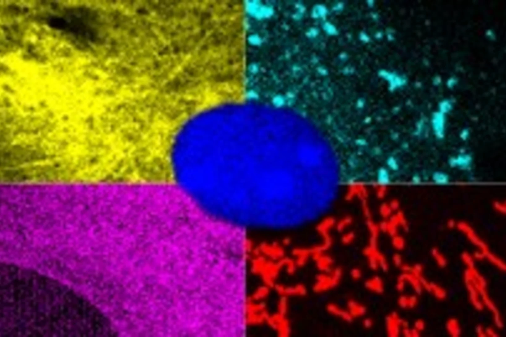Fluorescence Microscopy