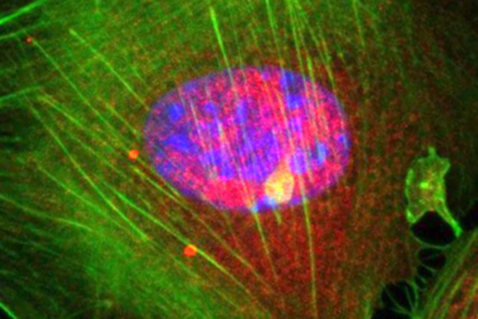 Lab of Nanoscale Biology