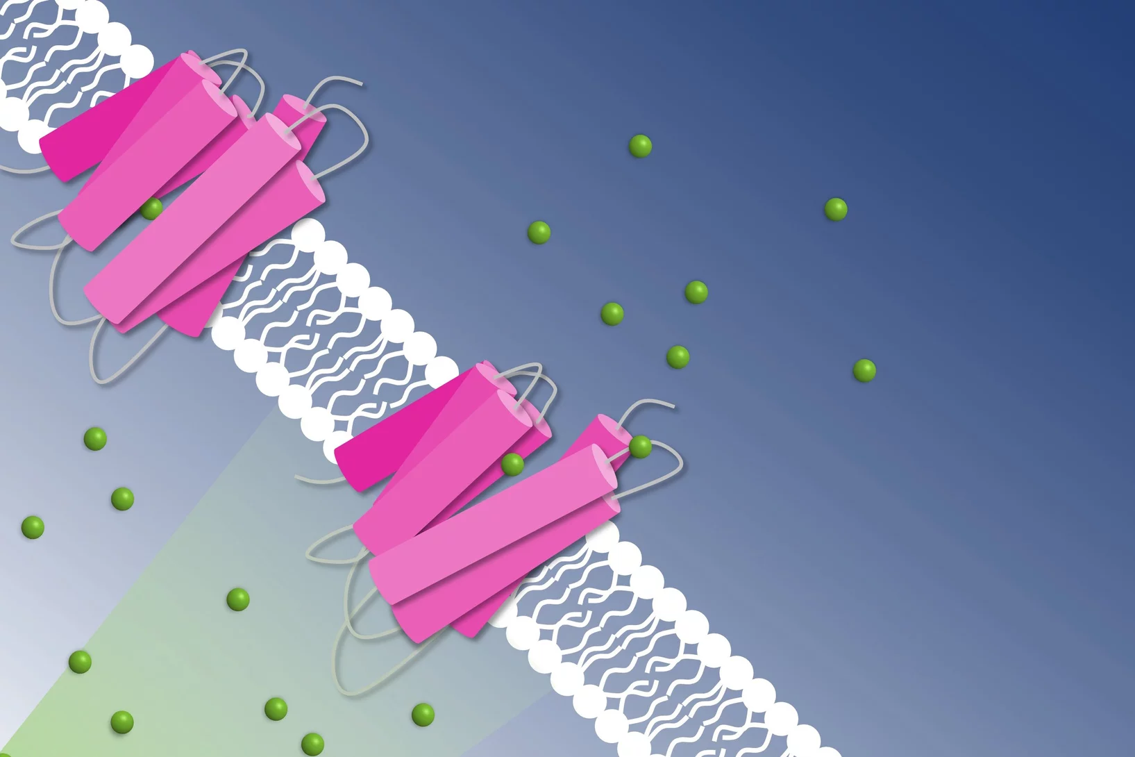 How to get chloride ions into the cell