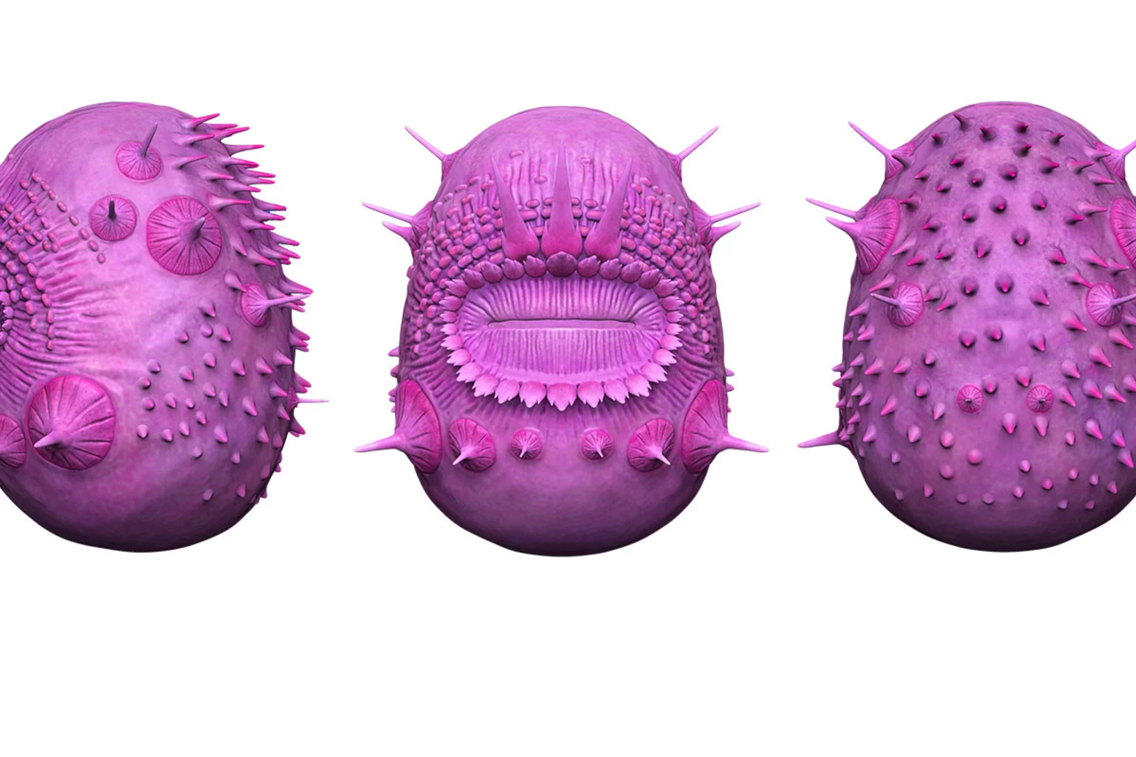 sycorhytus