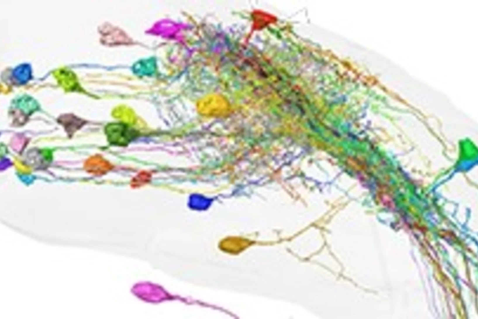 synapse-level reconstruction of neural circuits