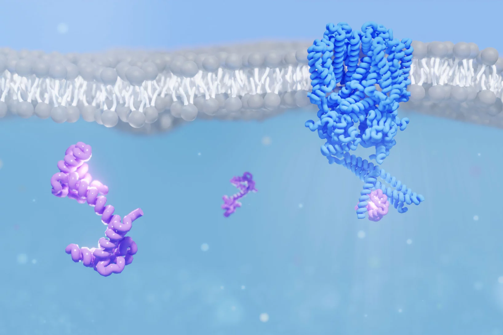 Researchers deciphered the structure of an ion channel from the rod cells of the eye (shown in blue) while it interacts with the protein calmodulin (purple).