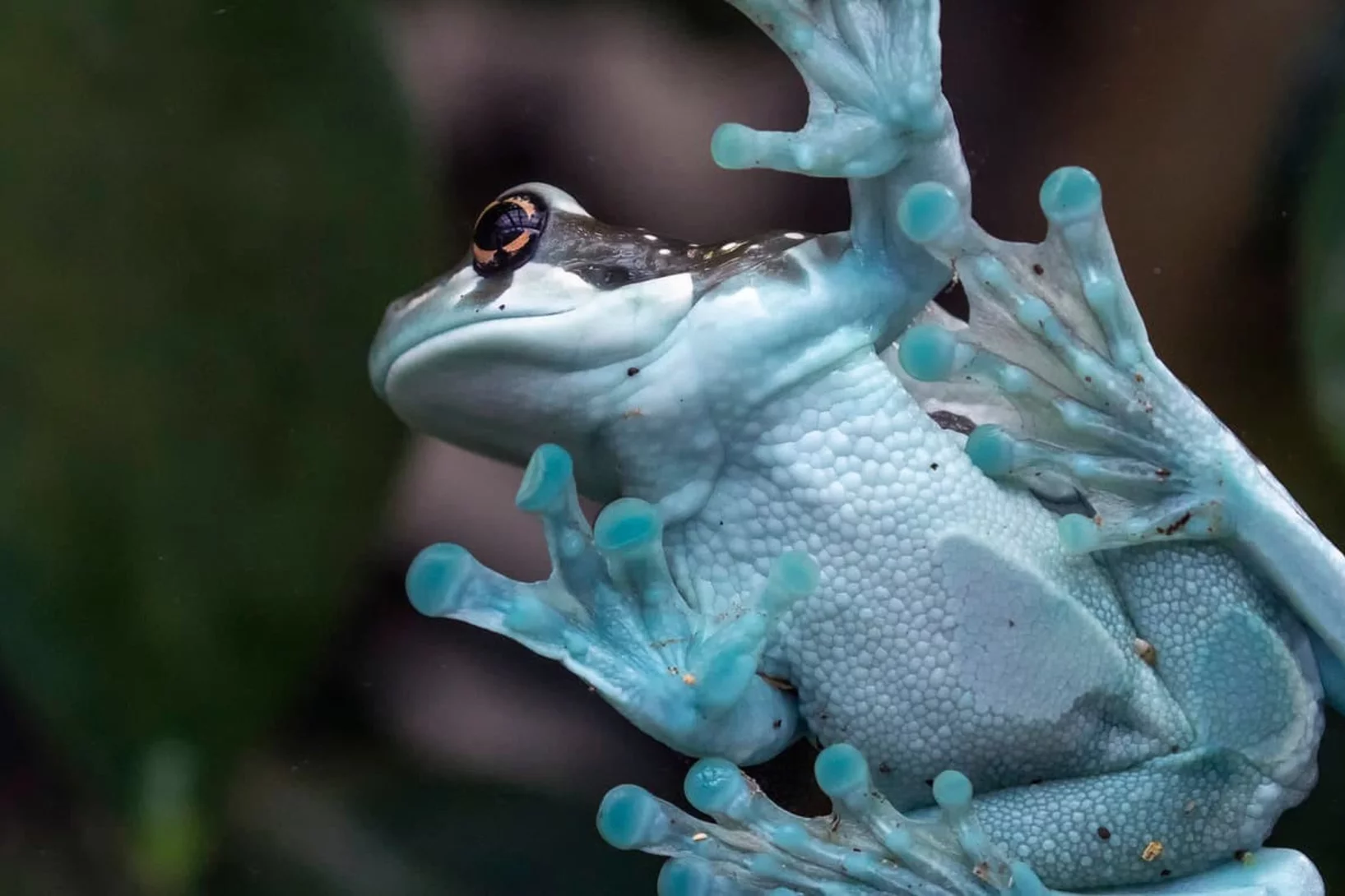 Photo of the tree-hole toad tree frog