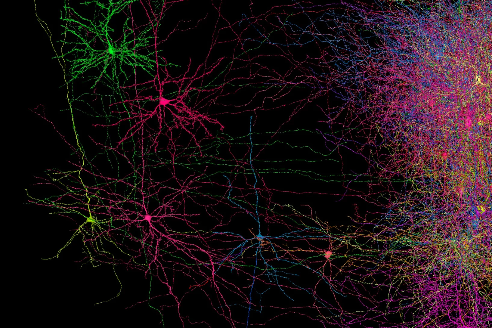 Tiny section of a mouse brain: a few dozen nerve cells with their synapses are shown, and thus only a fraction of the 100 000 cells that cavort in a cubic millimetre of brain. © MICrONs Consortium et al.