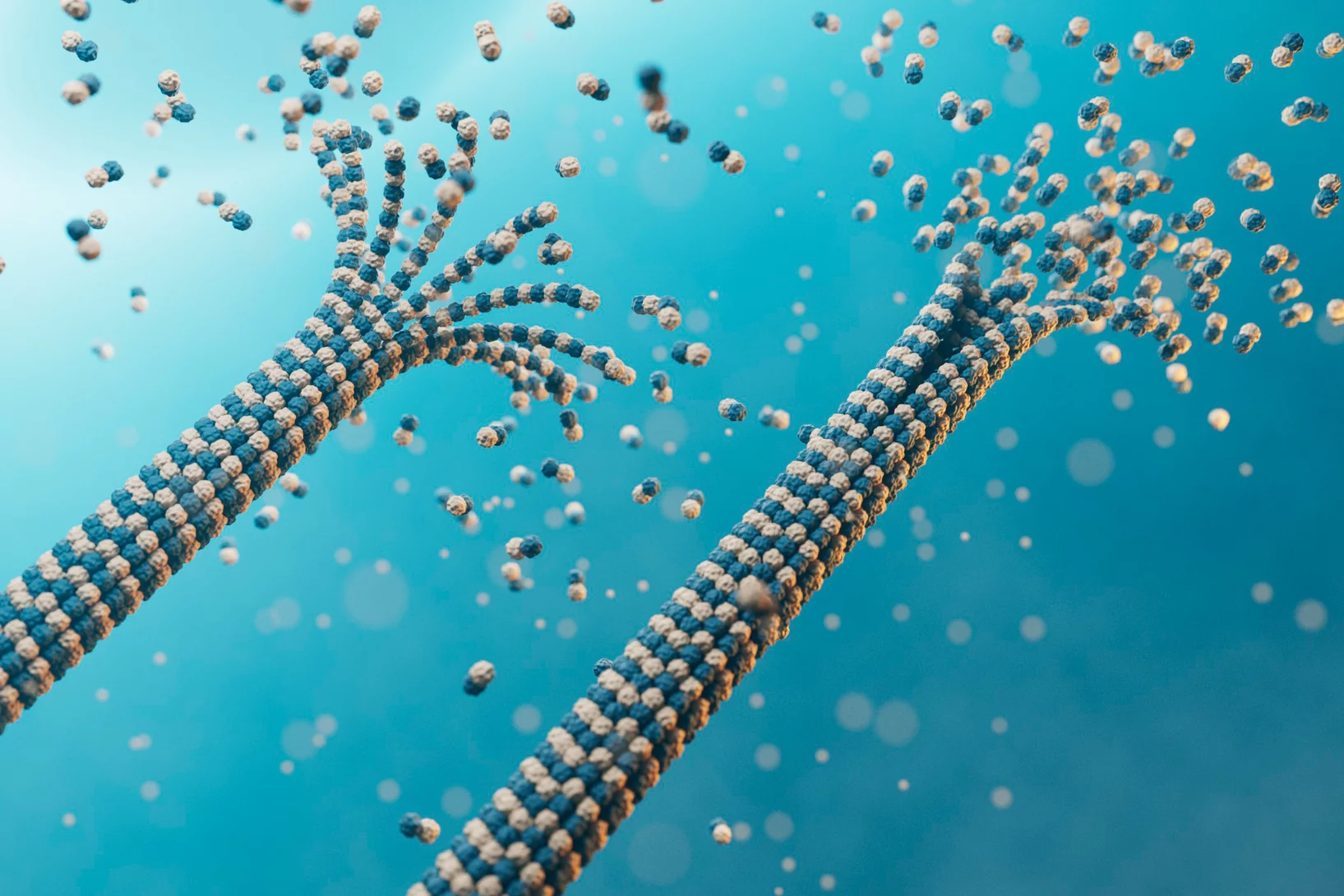 Microtubules in action 
