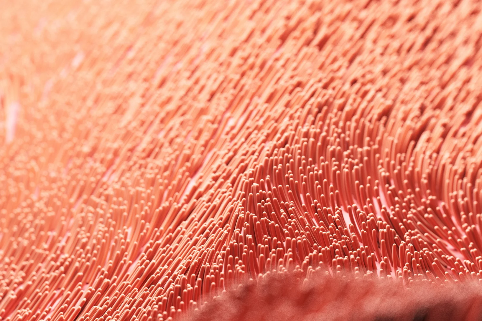 Impressione d'artista delle cilia: queste sottili estensioni cellulari ricoprono la superficie di alcuni tessuti in densi ammassi e svolgono funzioni vitali di trasporto e pulizia nell'organismo. La loro alterazione può portare a gravi malattie.