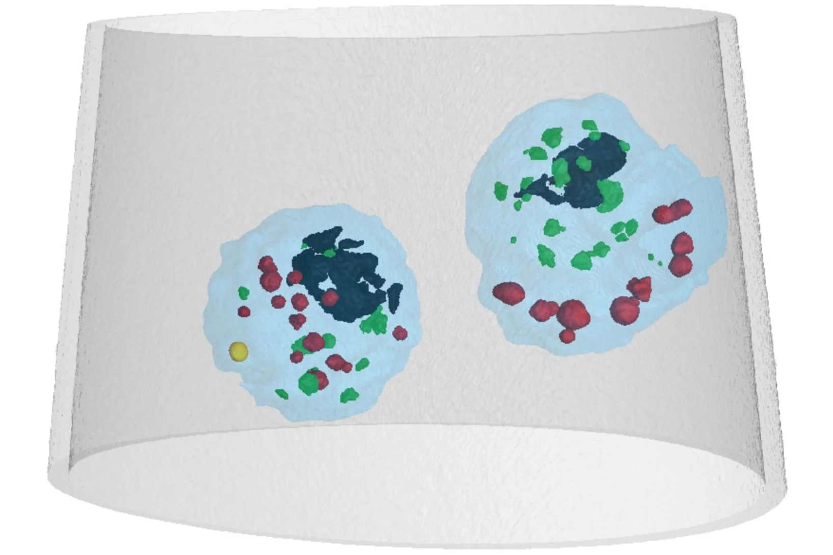 Three-dimensional rendering of two cells in their medium confined in a glass microcapillary of about 18 micron diameter. Colors indicate different organelle types with different mass densities.