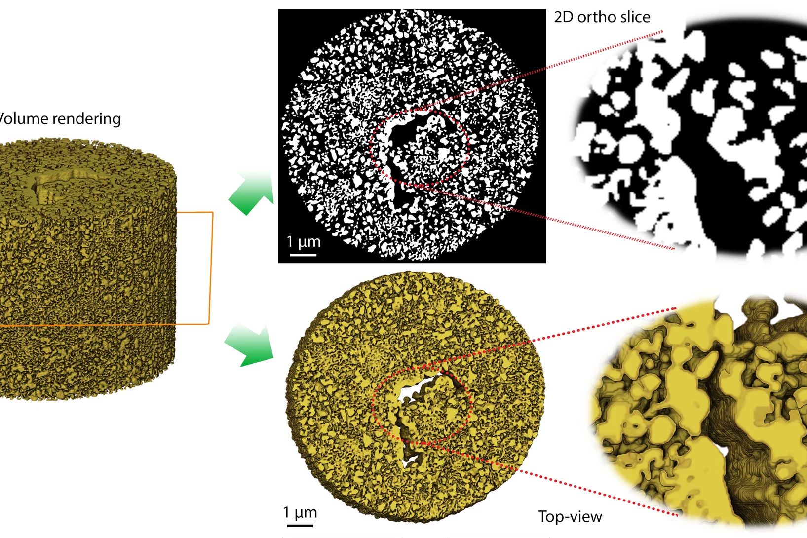 3D rendering of hierarchically-structured monolithic nanoporous gold with approx. 23 nm spatial resolution obtained by ptychographic X-ray tomography, showing binary representation of gold and pores after image segmentation (above) and the resulting orthographic projection (below).