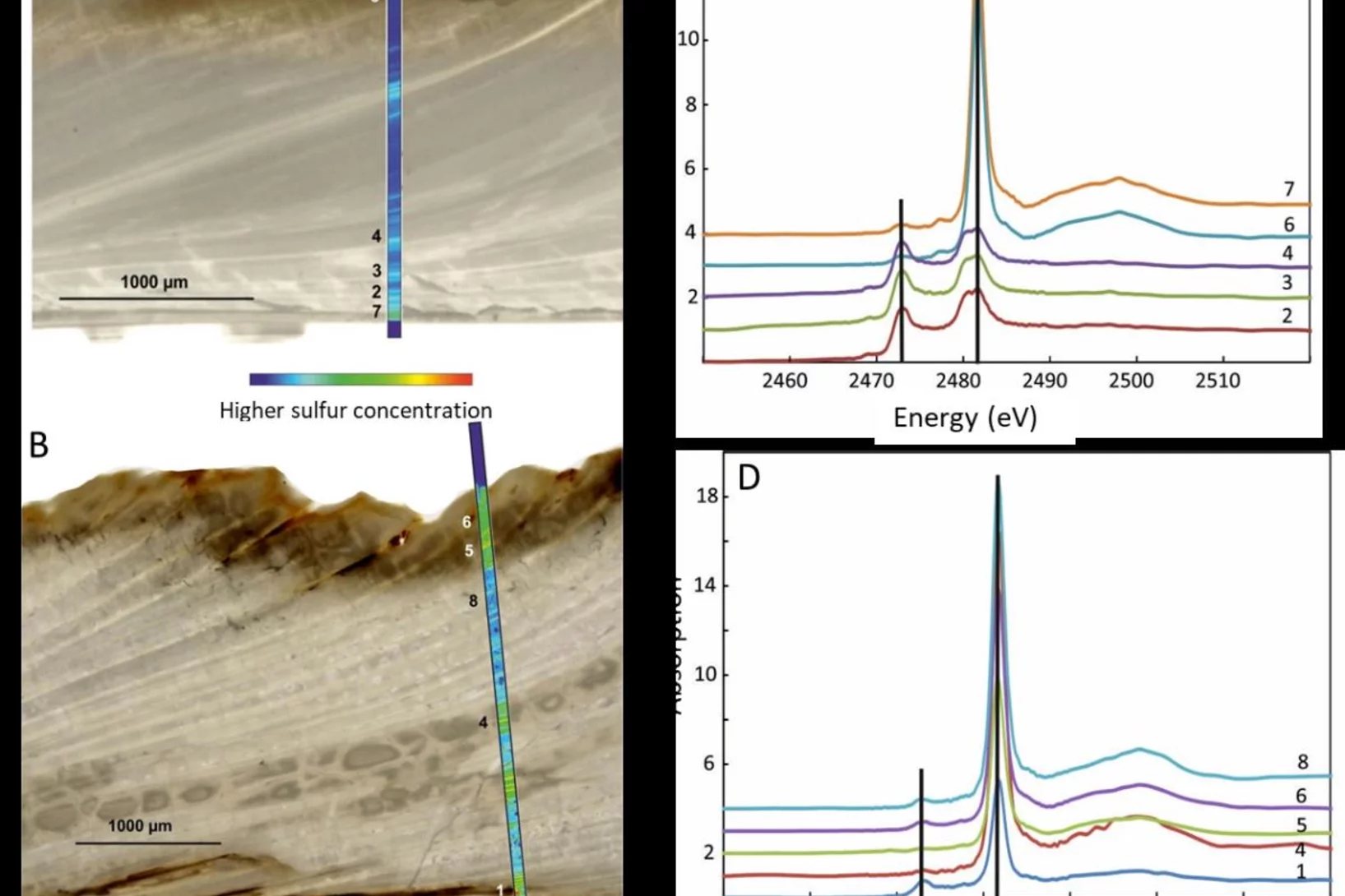Reflected light images with sulfur µ-XRF maps and spots where sulfur K XANES spectra taken (as indicated by the numbers) of A: pristine A. islandica shell and B: A. islandica shell hydrothermally altered at 175°C for 1 week. C: S XANES of pristine shell. D: S XANES of the hydrothermally altered shell. Copyright Elsevier 4478240570198.