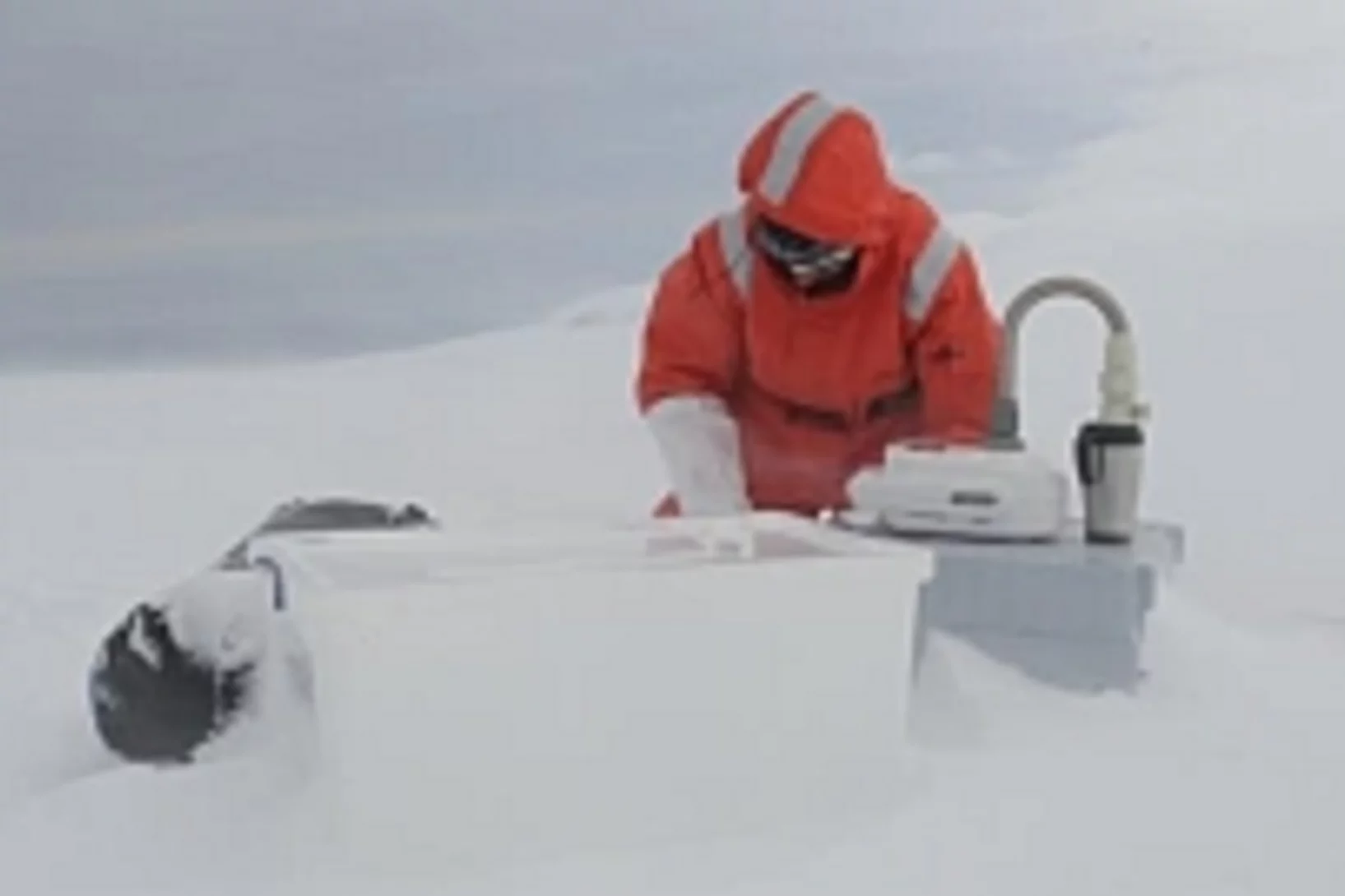 Blog8 JuliaonBalleny teaser.jpg