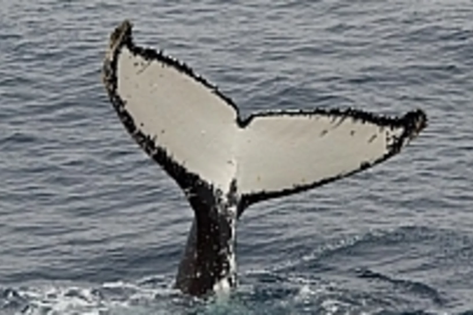 Blog14 JoshLawrence whale teaser.jpg