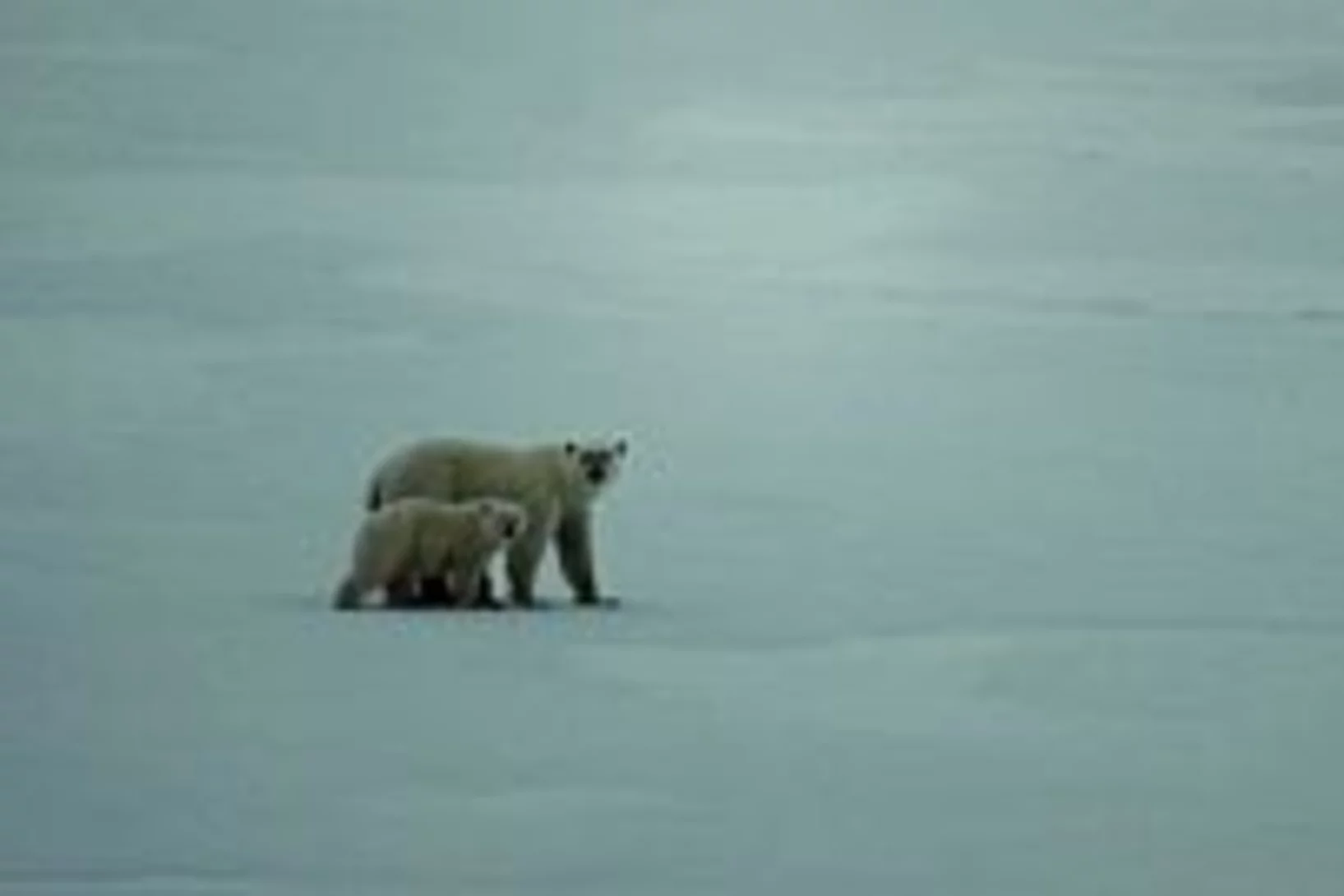 7.3.polarbears 2-small TEN.JPG