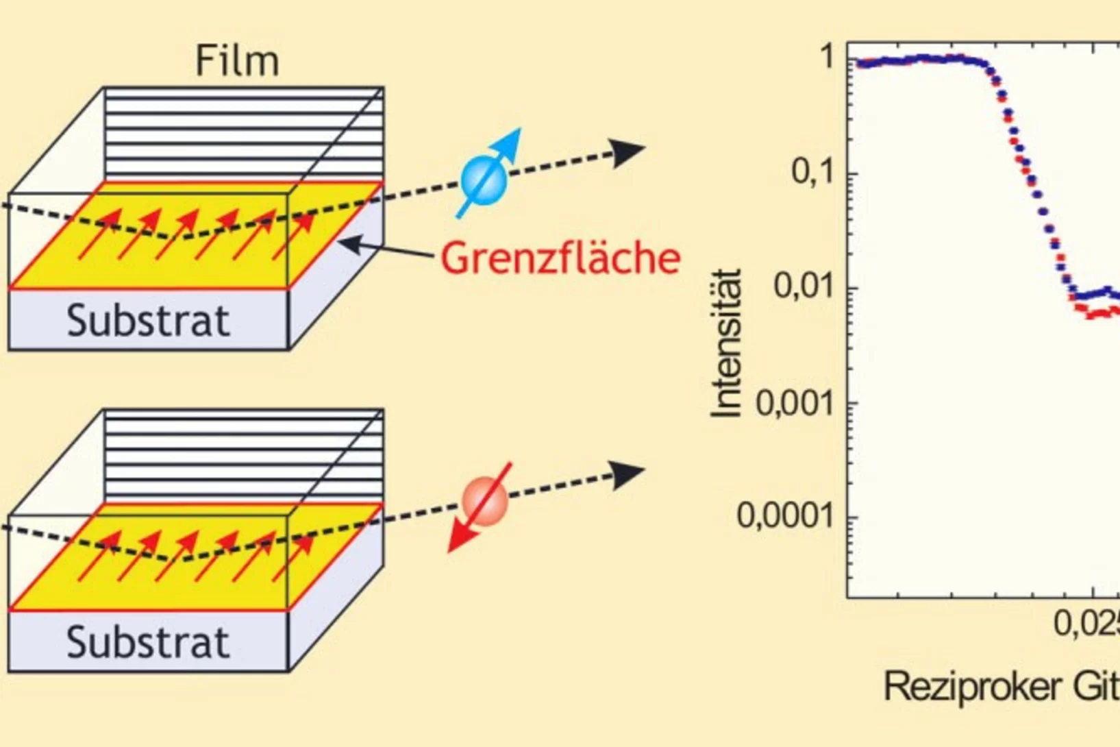 Polarisierte Neutronen beider Spinausrichtungen up (blau) und down (rot) gelangen unter sehr kleinen Einfallswinkeln in eine Probe. Dort werden sie an den im Magnetfeld H ausgerichteten Momenten gestreut, hier dargestellt für eine Grenzfläche. Aus den gemessenen Unterschieden der Winkelabhängigkeit für beide Spinrichtungen lässt sich ein magnetisches Tiefenprofil ableiten.