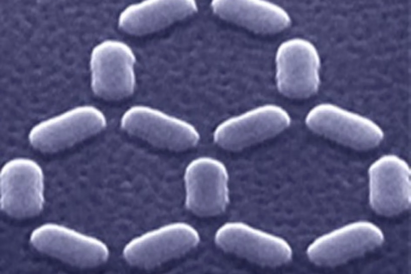 mesossys 01.jpg