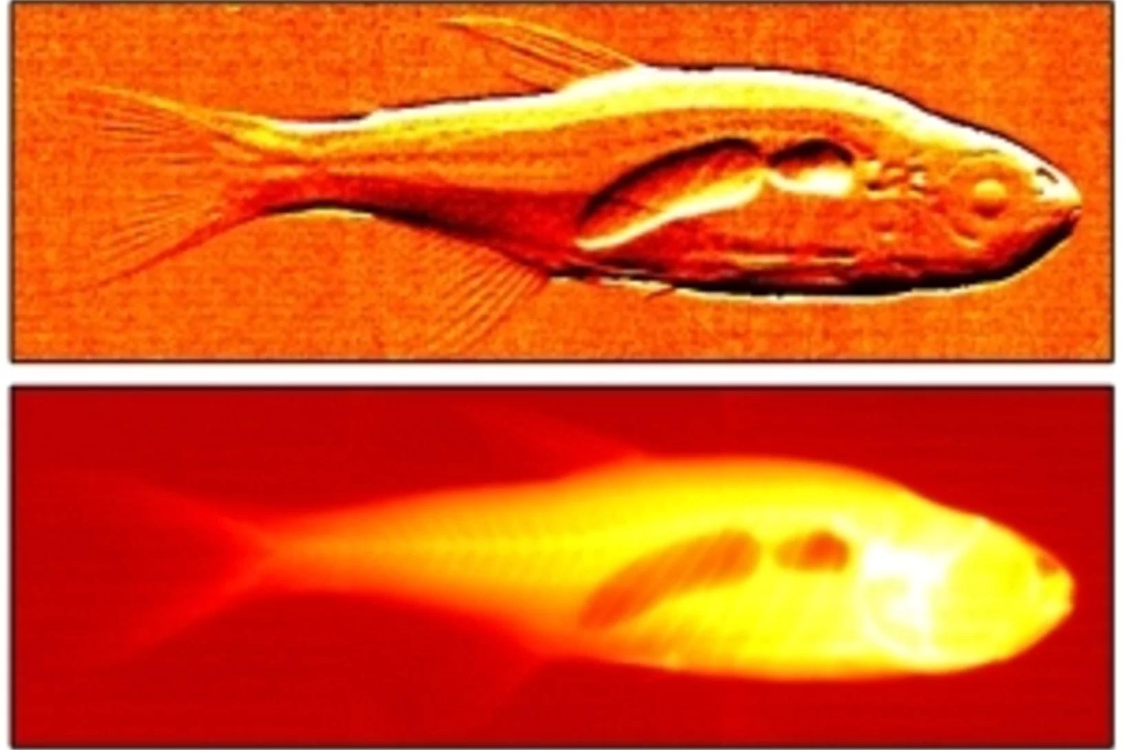 Highlight FishSmall.jpg