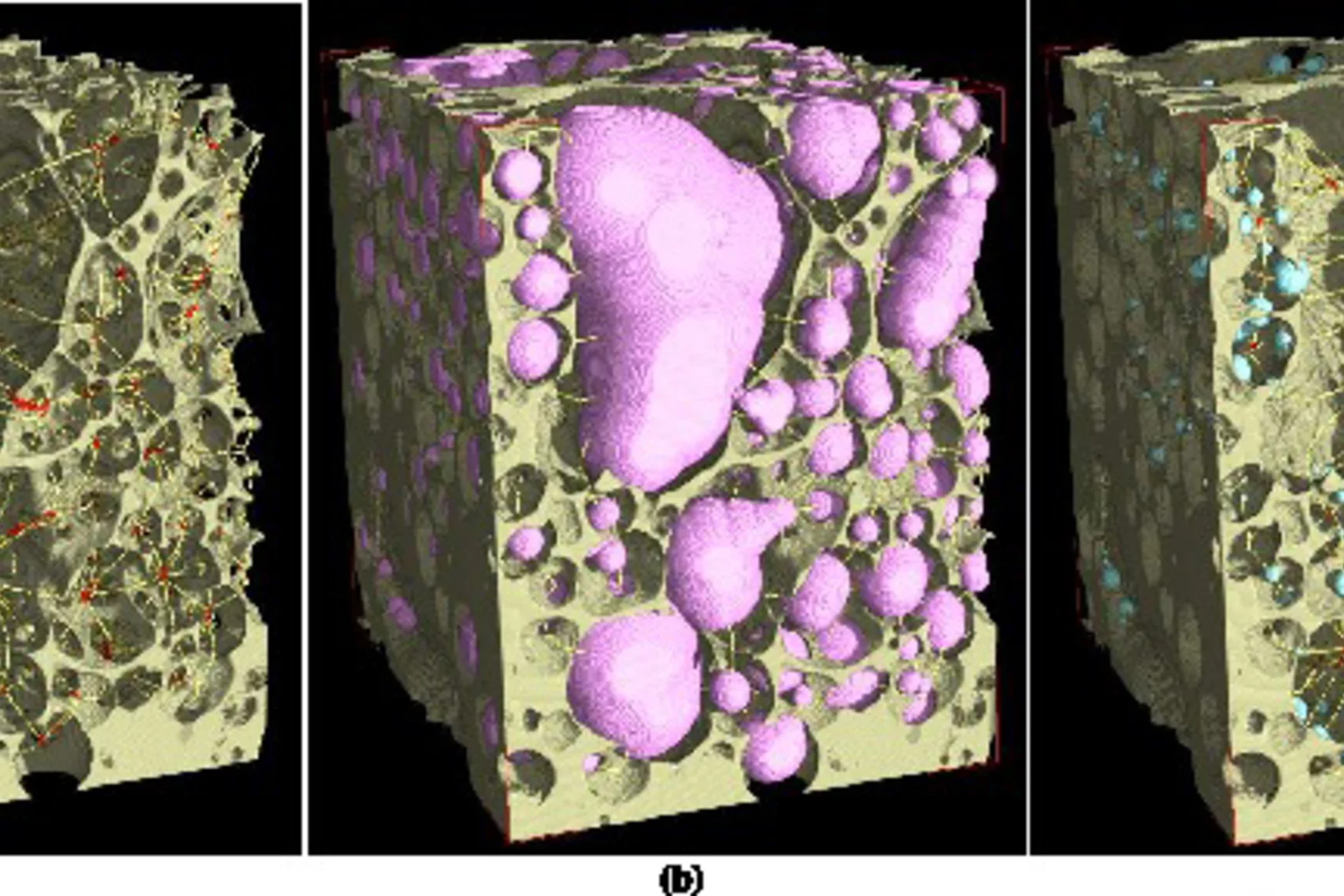 Example of skeletonization techniques used to measure bubble and pore throat sizes. a) The topology preserving skeleton with nodes shown in red at the intersections of the branches.  b) The maximal inscribed spheres used to calculate the bubble volumes. c) The maximal inscribed spheres used to calculate the pore throat diameters.  Wall thicknesses were also determined using maximal inscribed spheres. (Graphic: J. Fife/PSI; D. Baker/McGill University)Please note: all images are for single use only to illust…