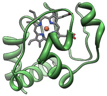 Cytochrome C
