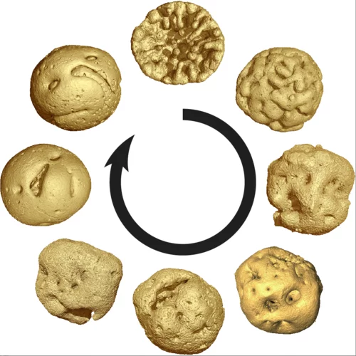 Embryology of 609 million-year old Caveasphaera. These are computer models based on X-ray tomographic microscopy of the fossils, showing the successive stages of development.