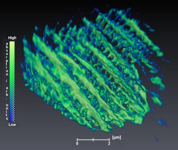 Inner Structure of a Butterfly Wing Scale